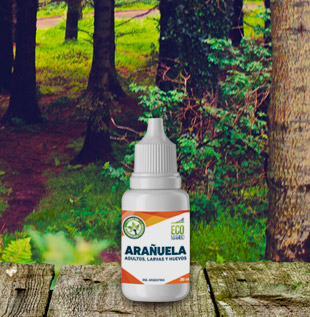 Ecomambo – Arañuela