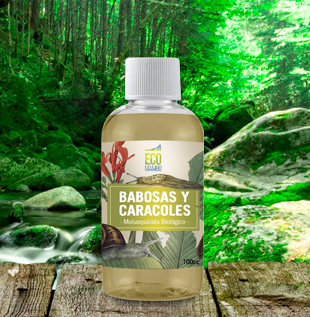 Ecomambo – Babosas Y Caracoles