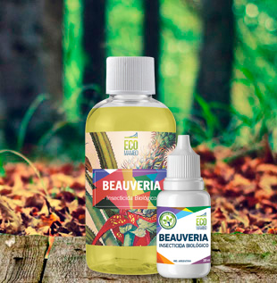 Ecomambo – Beauveria