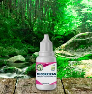 Ecomambo – Micorrizas