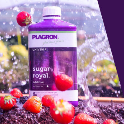 Plagron – Sugar Royal