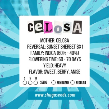 Shuga – Celosa