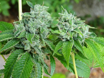 OG 324