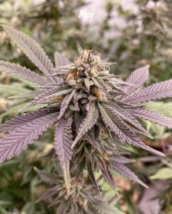 Imagen de la Choco Og 1439