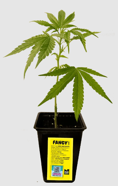 Imagen del esqueje de Fancy Gummy