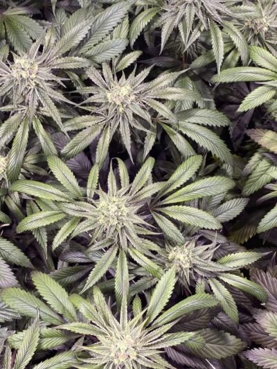 Purple Karma - Imagen 2