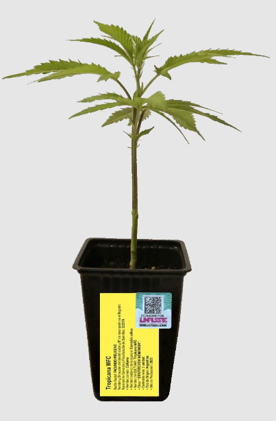 Imagen del esqueje de tropicanna WFC